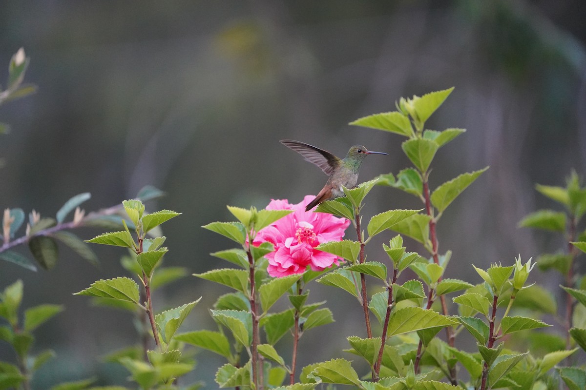 Rufous-tailed Hummingbird - ML614274577