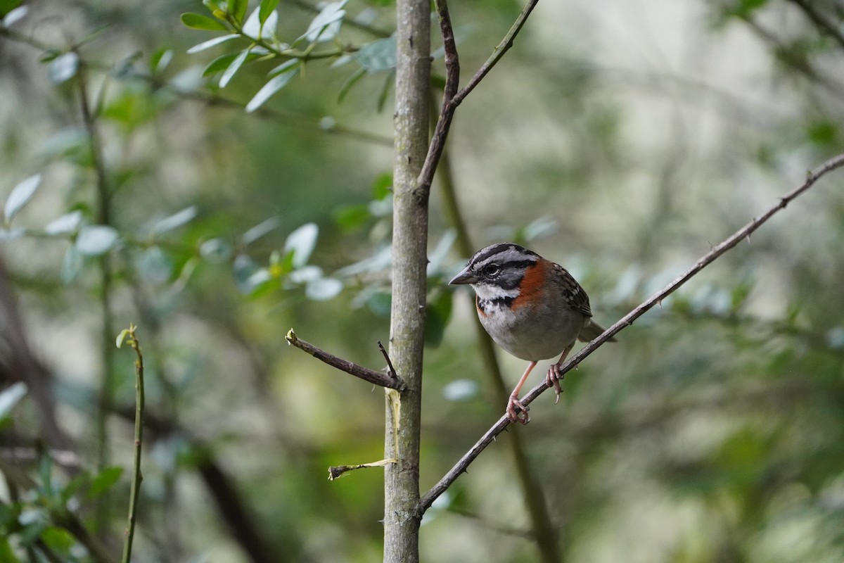Rufous-collared Sparrow - ML614274717