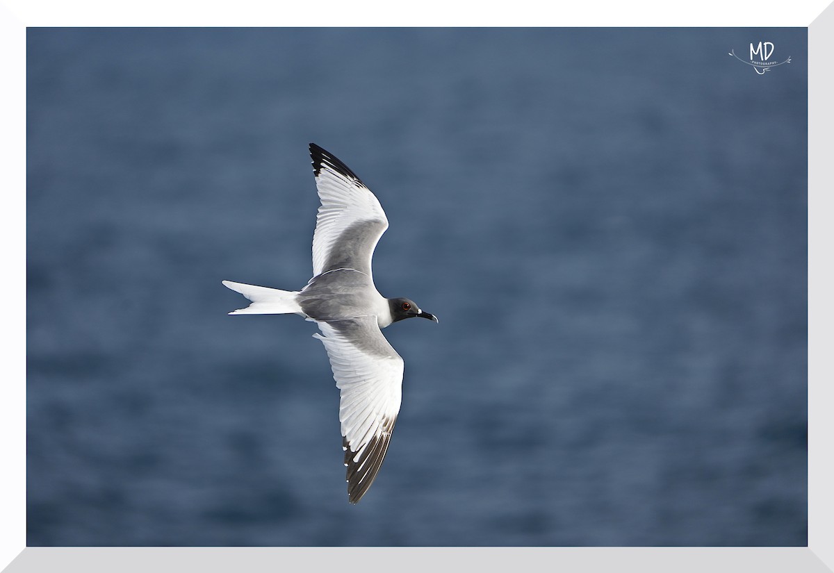 Swallow-tailed Gull - Michaël Deryckere