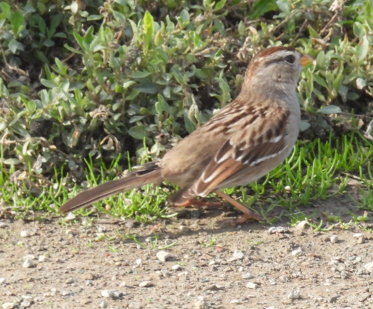 White-crowned Sparrow - ML614274814