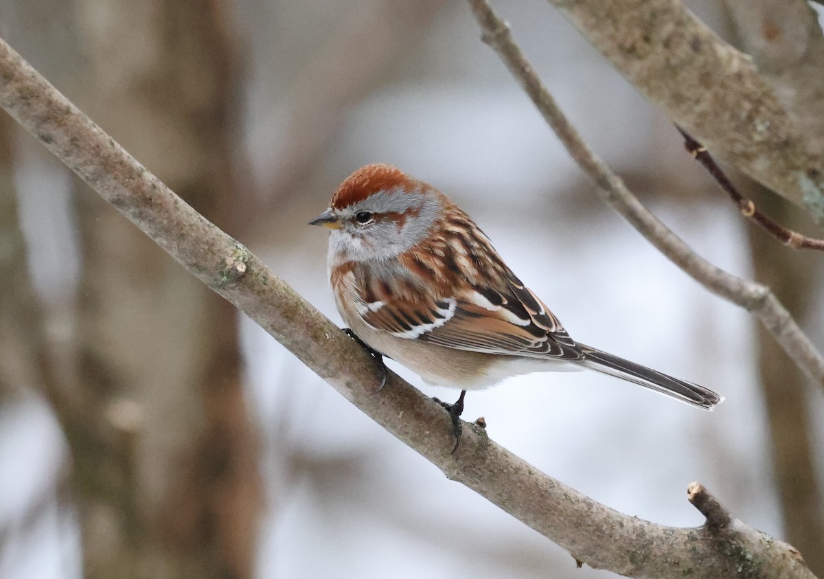 American Tree Sparrow - ML614274895