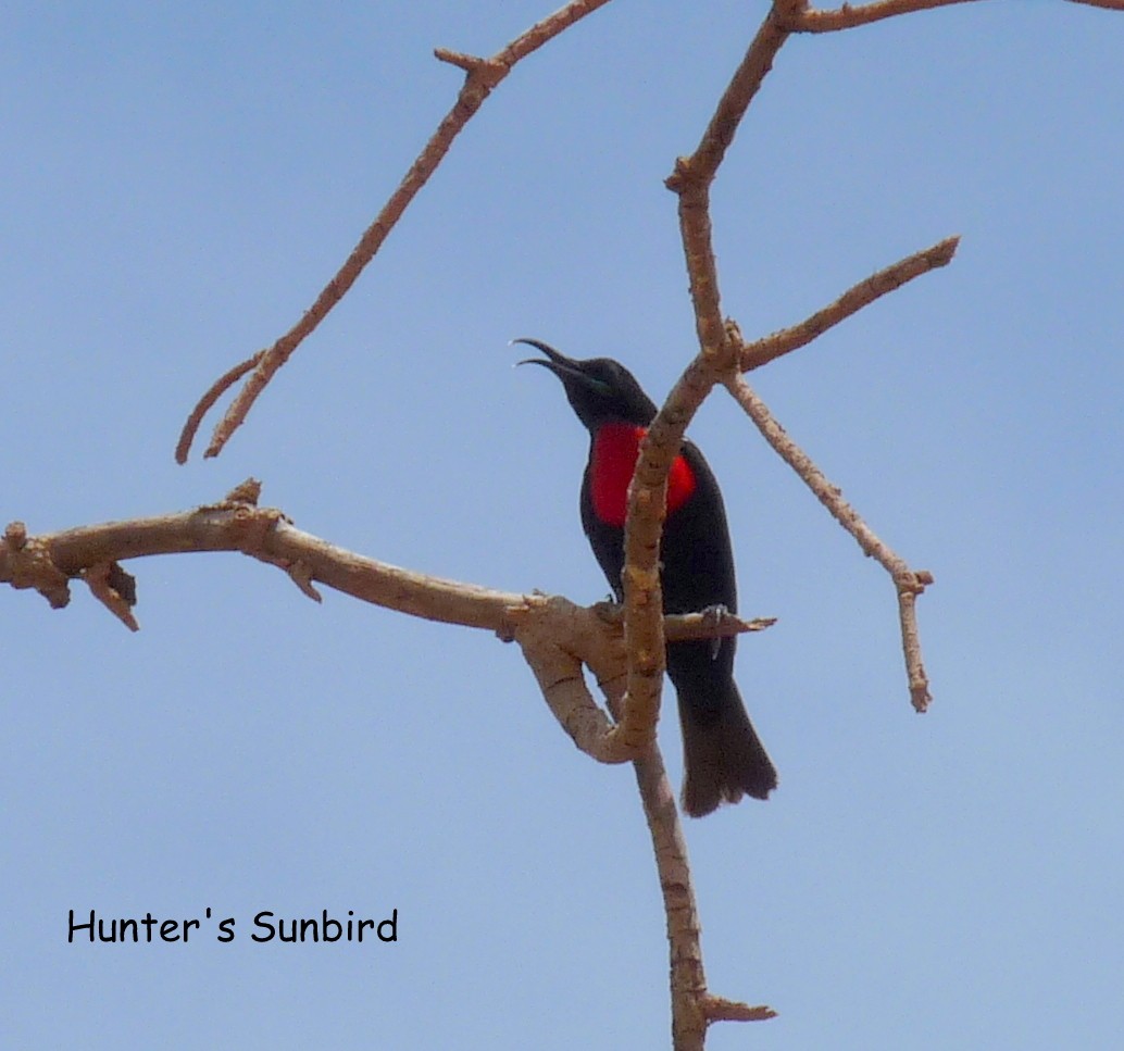 Hunter's Sunbird - Bob Curry