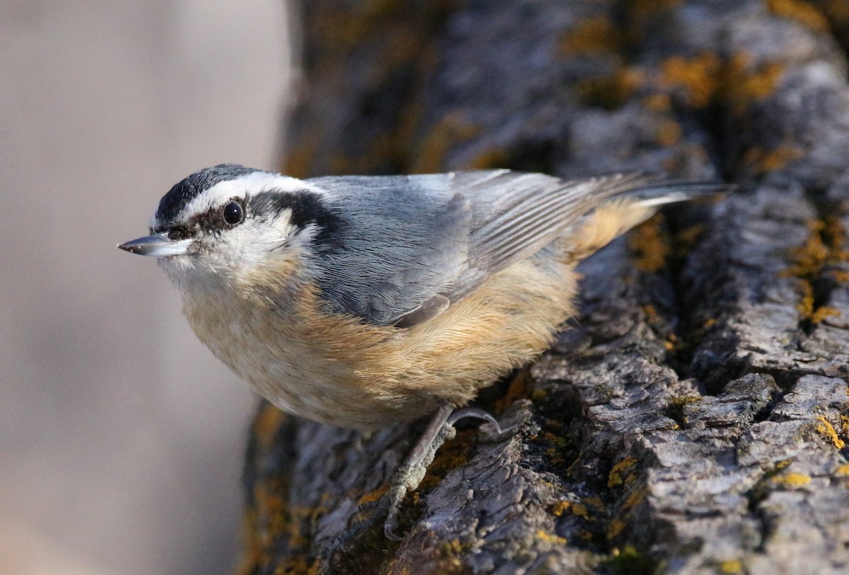 Red-breasted Nuthatch - ML614274912