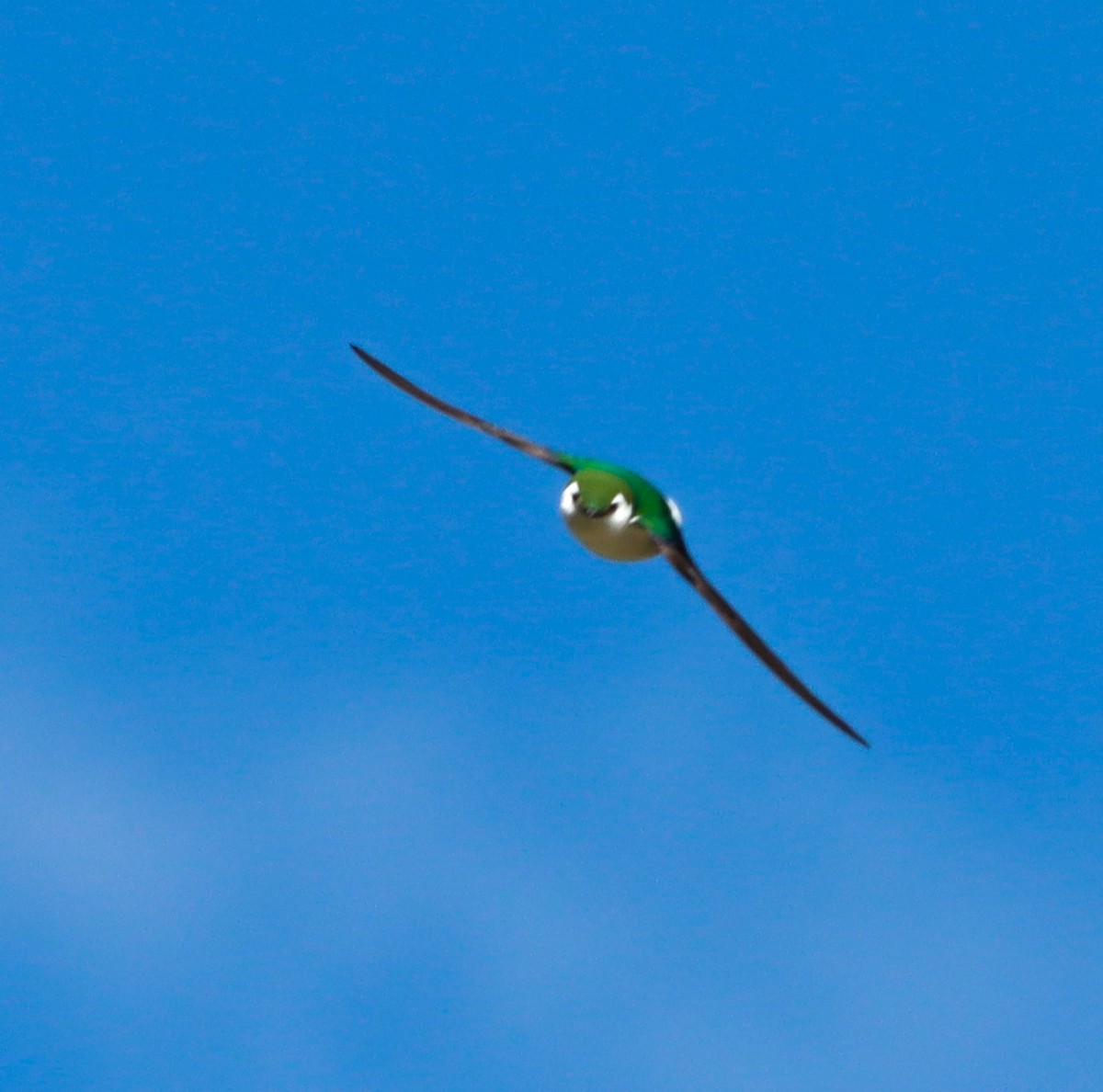 Violet-green Swallow - Jacob Meier