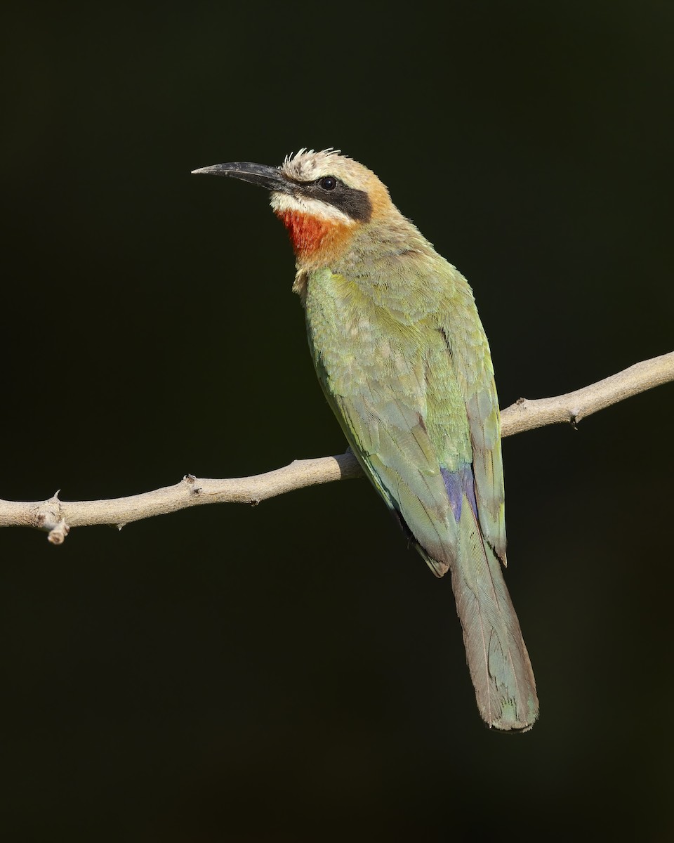 White-fronted Bee-eater - ML614275182
