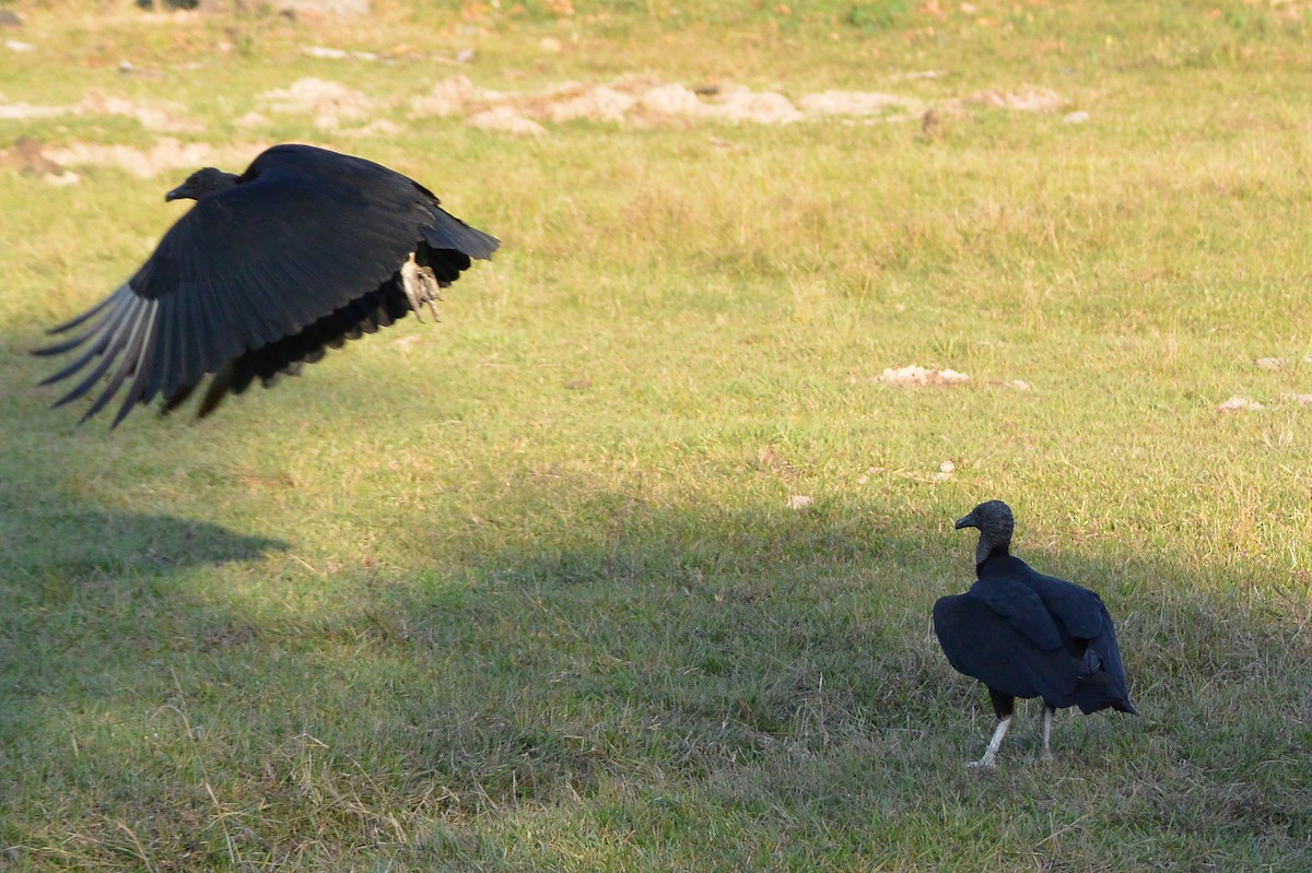 Black Vulture - Andreas Deissner