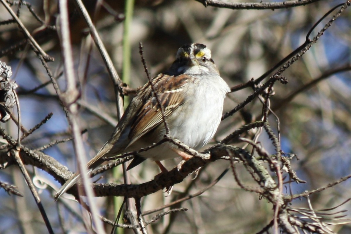 White-throated Sparrow - ML614275386