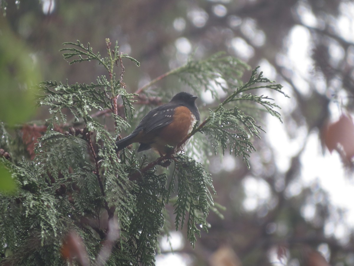 Spotted Towhee - ML614275631