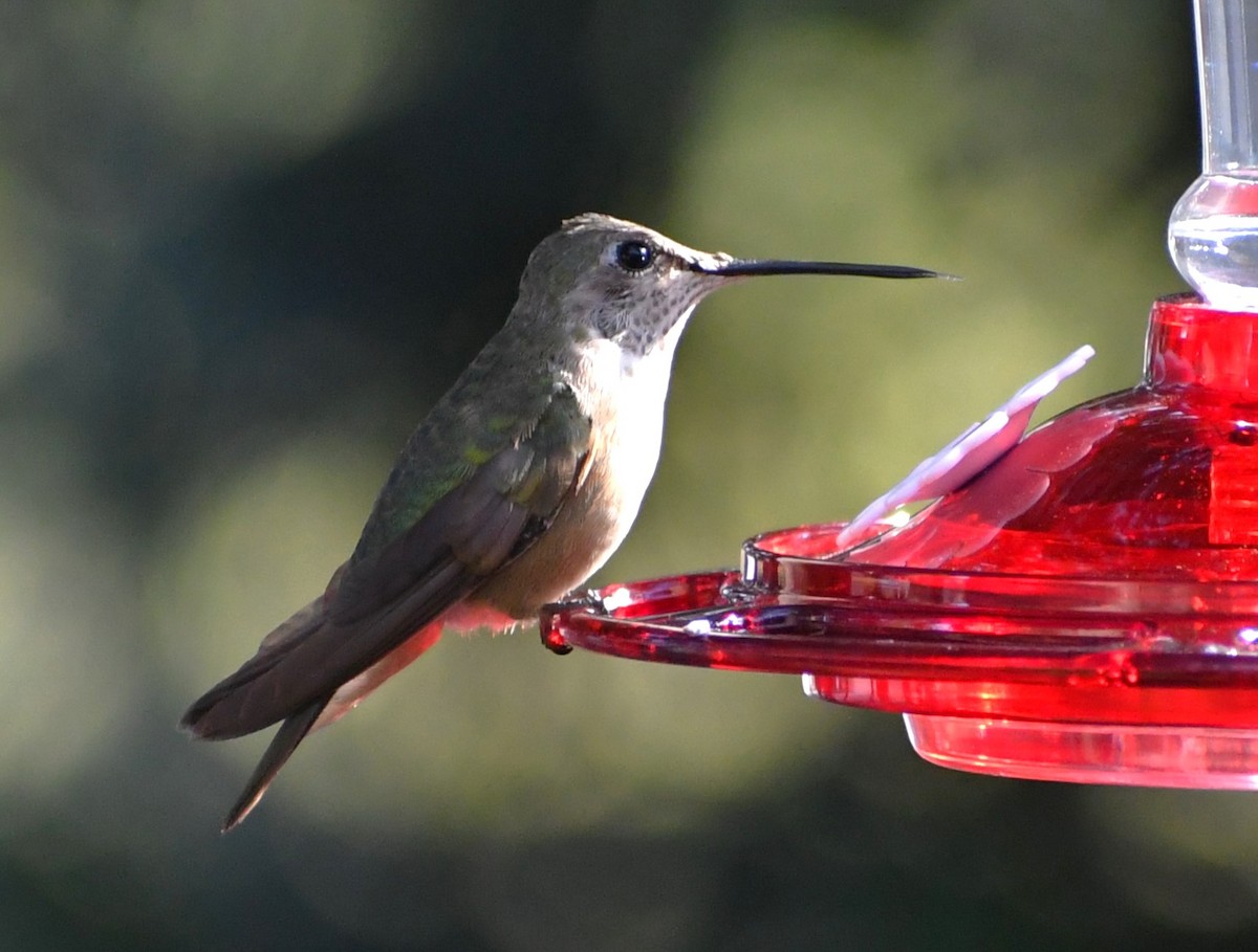 Broad-tailed Hummingbird - ML614275669