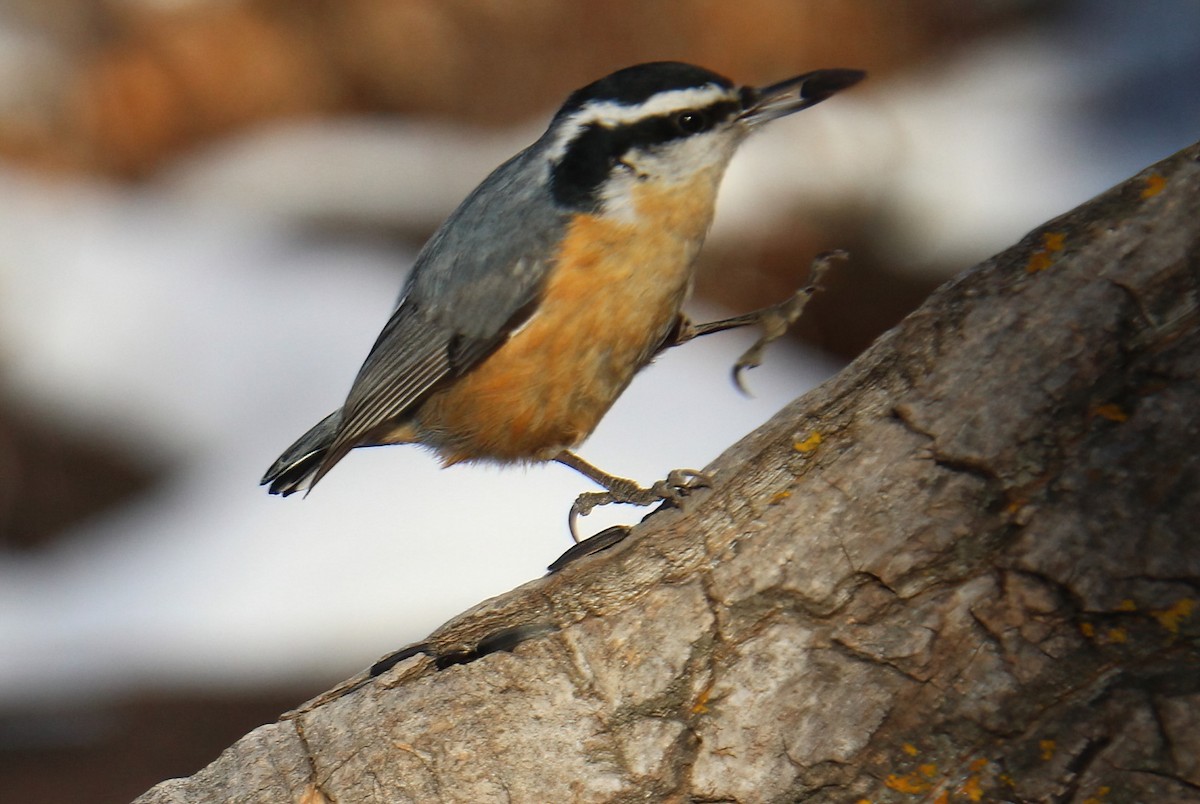 Red-breasted Nuthatch - ML614275765
