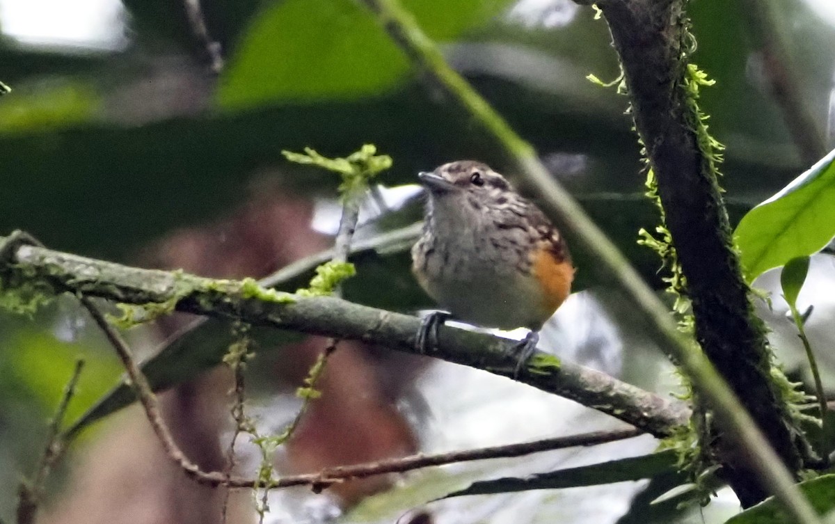 Guianan Warbling-Antbird - ML614275785