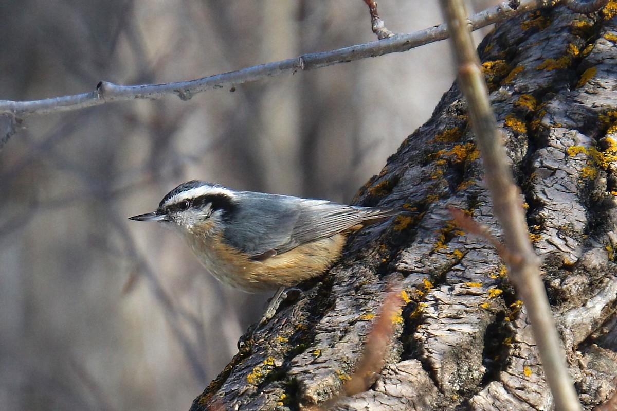 Red-breasted Nuthatch - ML614275790