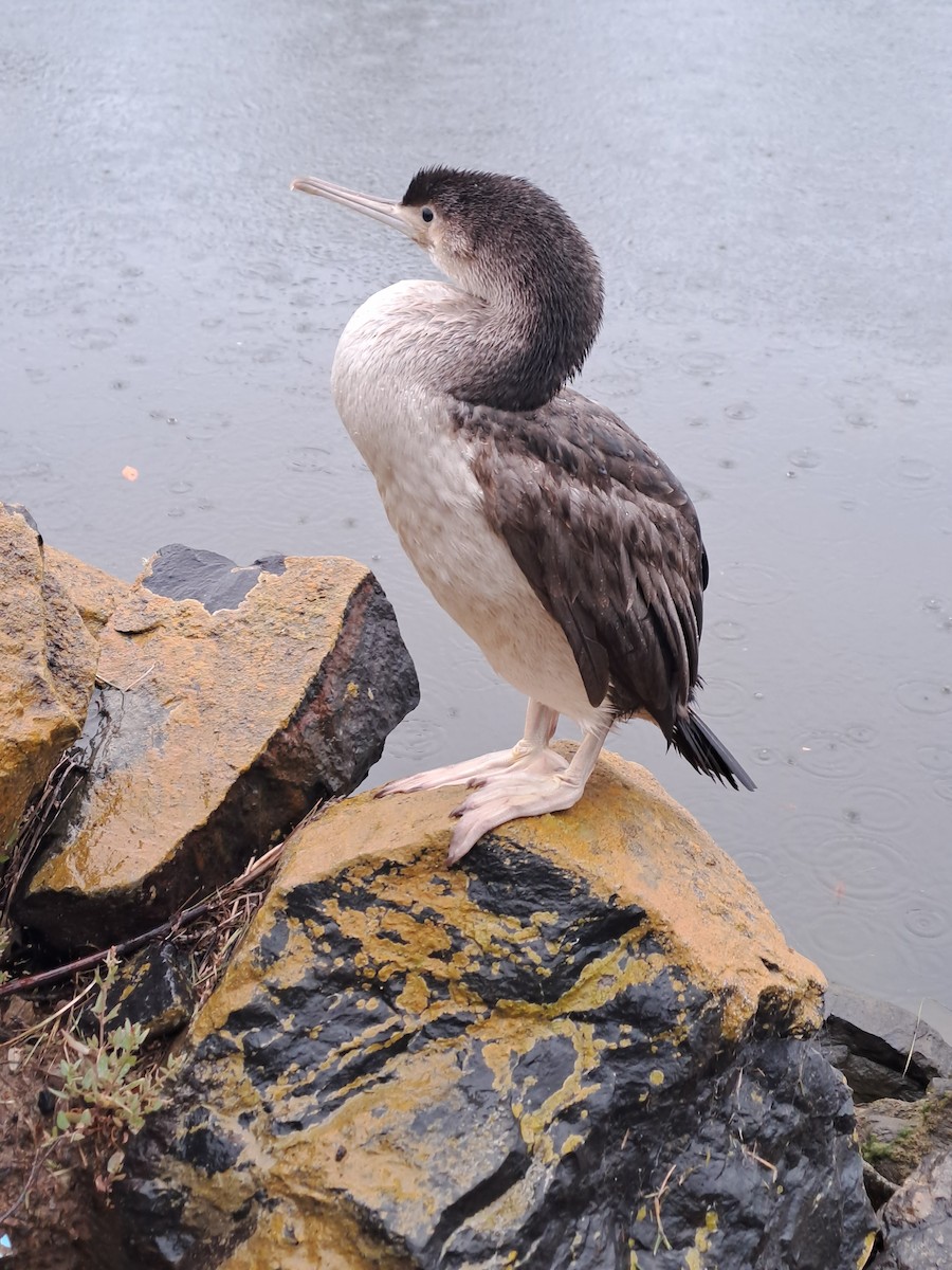 Spotted Shag - ML614275892