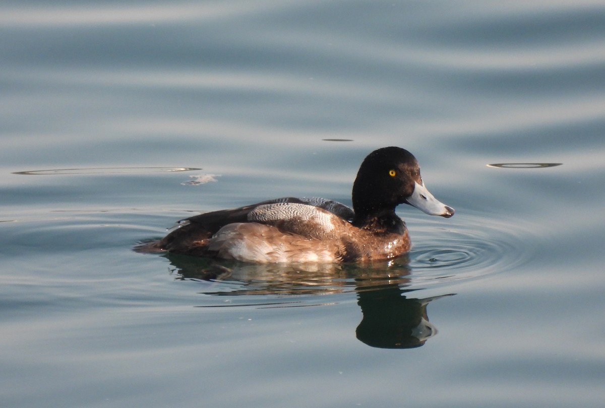 Greater Scaup - ML614275925