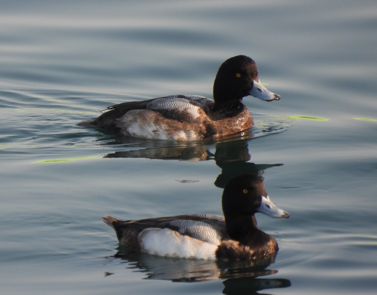 Greater Scaup - ML614275927