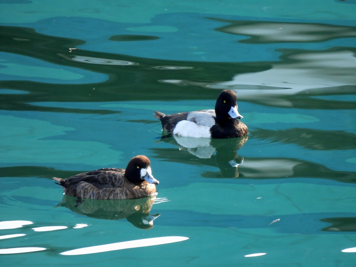 Greater Scaup - ML614275928