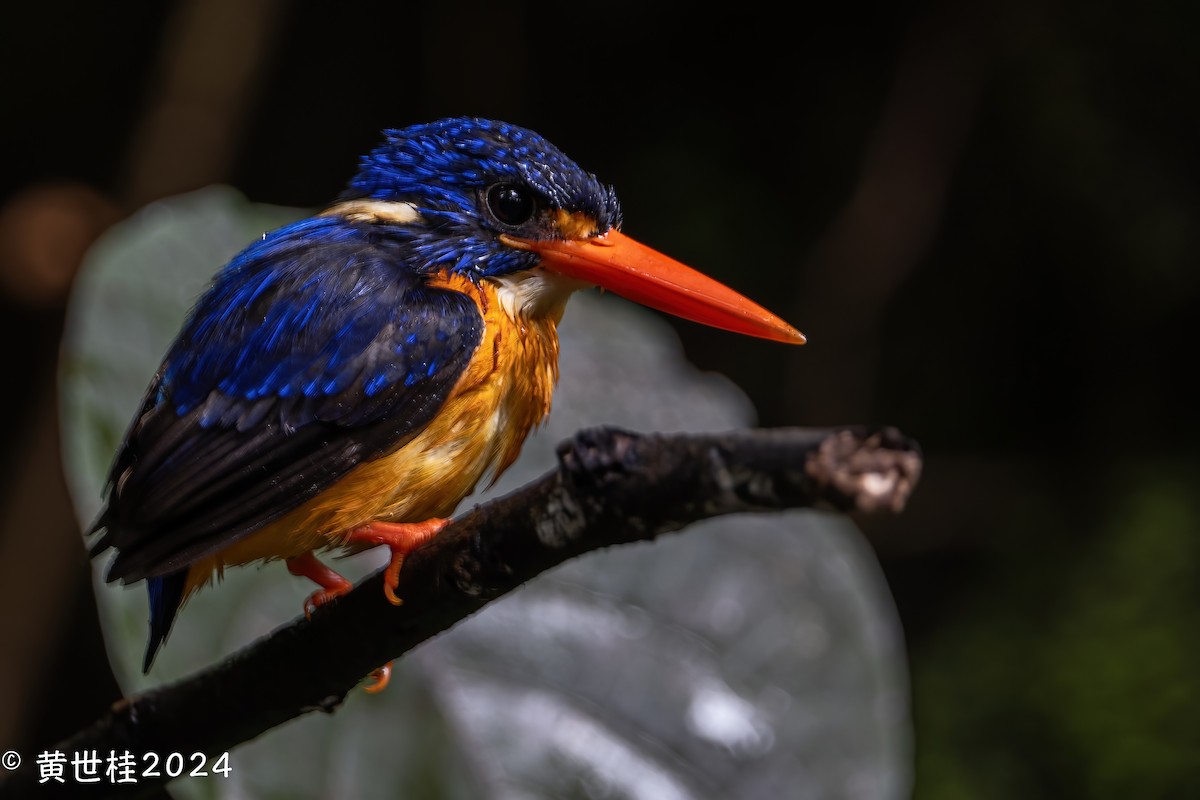 Moluccan Dwarf-Kingfisher - ML614276024