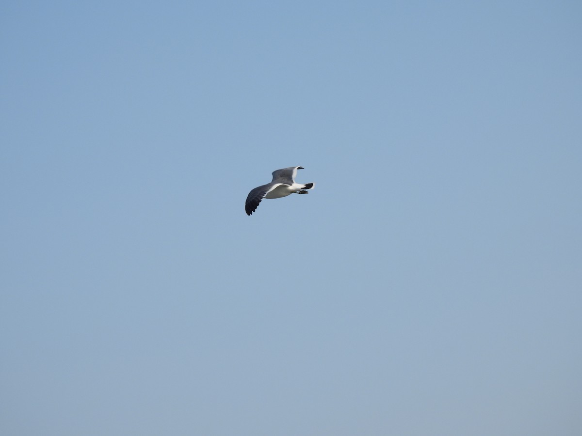 Black-tailed Gull - ML614276060