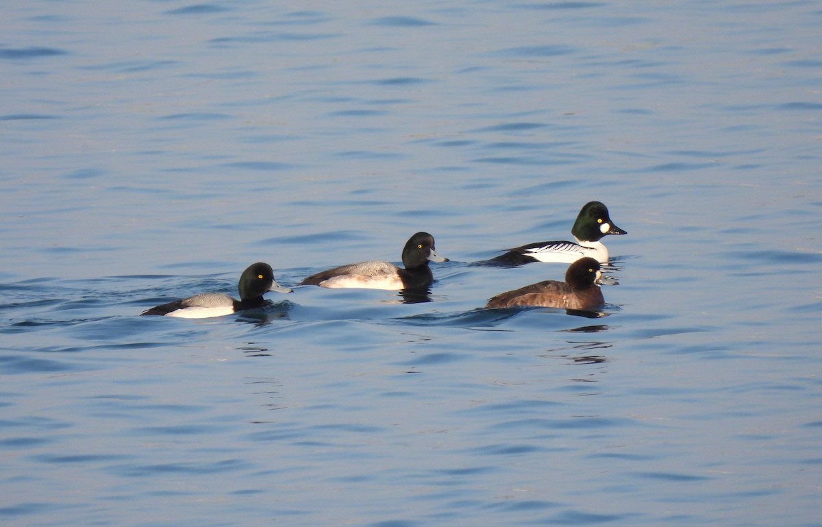 Greater Scaup - ML614276176