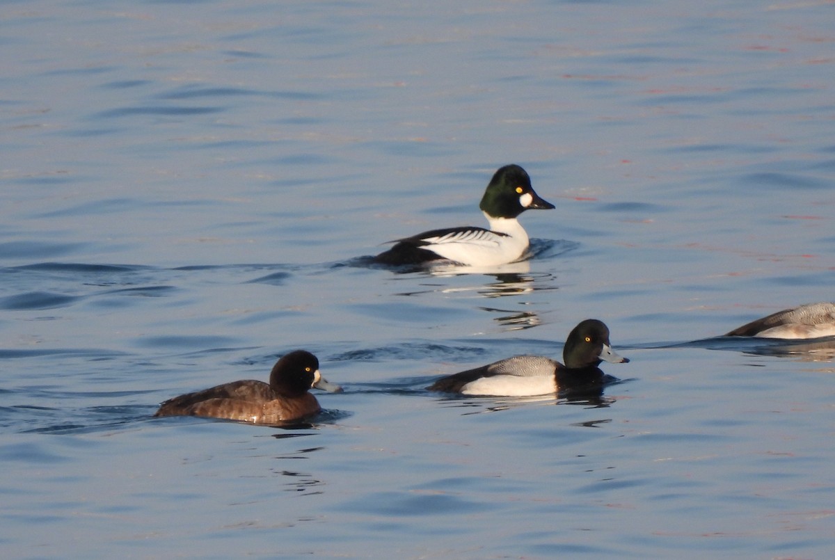 Greater Scaup - ML614276177