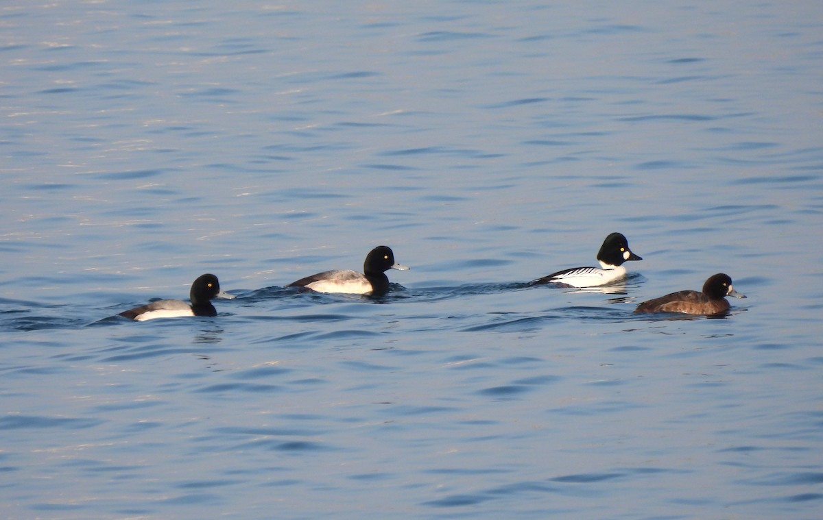 Greater Scaup - ML614276178