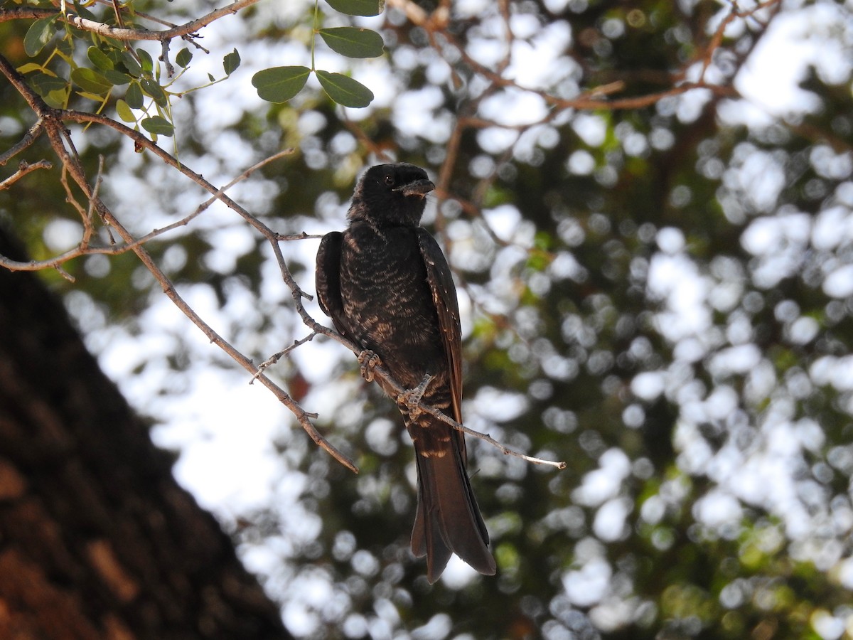 Fork-tailed Drongo - ML614276410