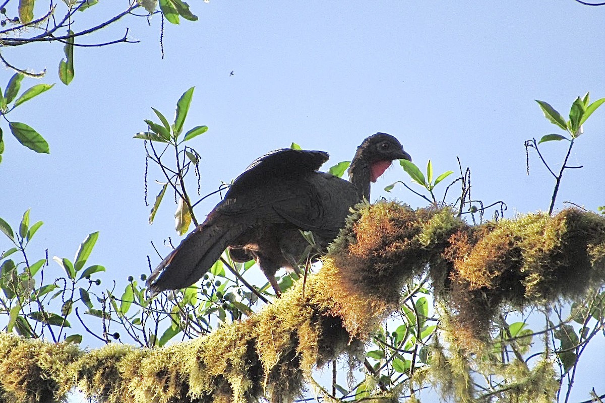 Crested Guan - Paul Abad