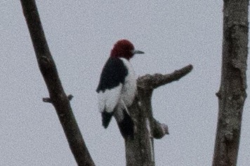 Red-headed Woodpecker - ML614277084