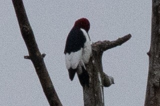 Red-headed Woodpecker - ML614277086