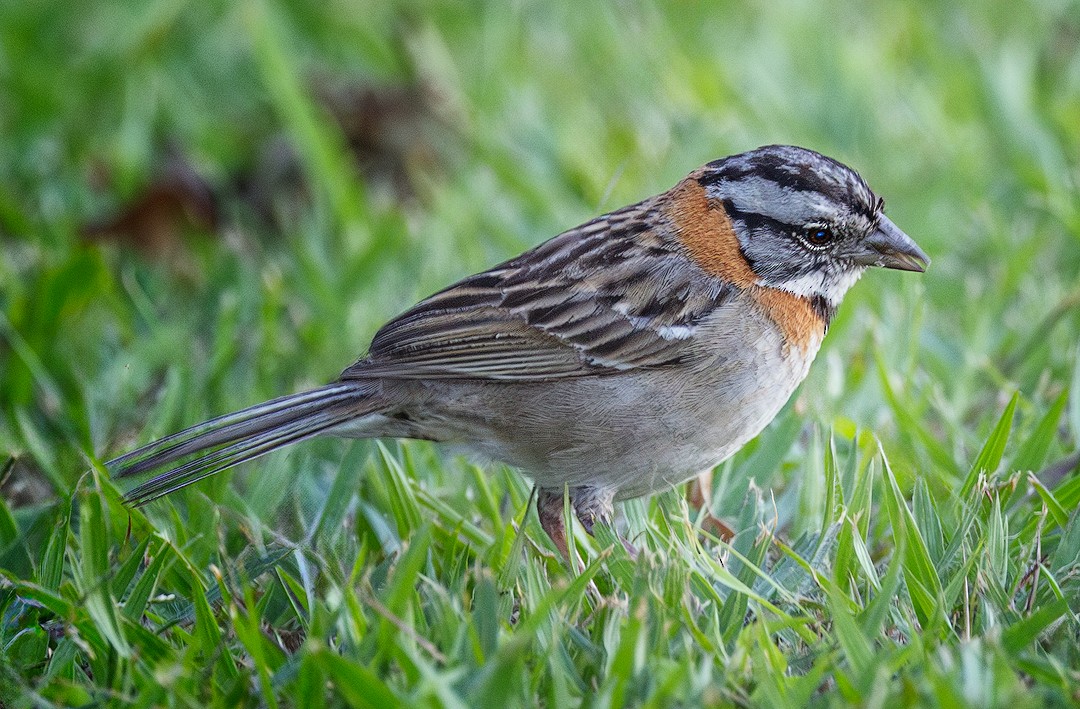 Rufous-collared Sparrow - ML614277368