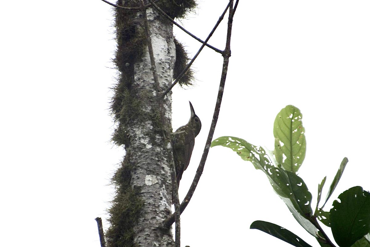 Spotted Woodcreeper - ML614277382