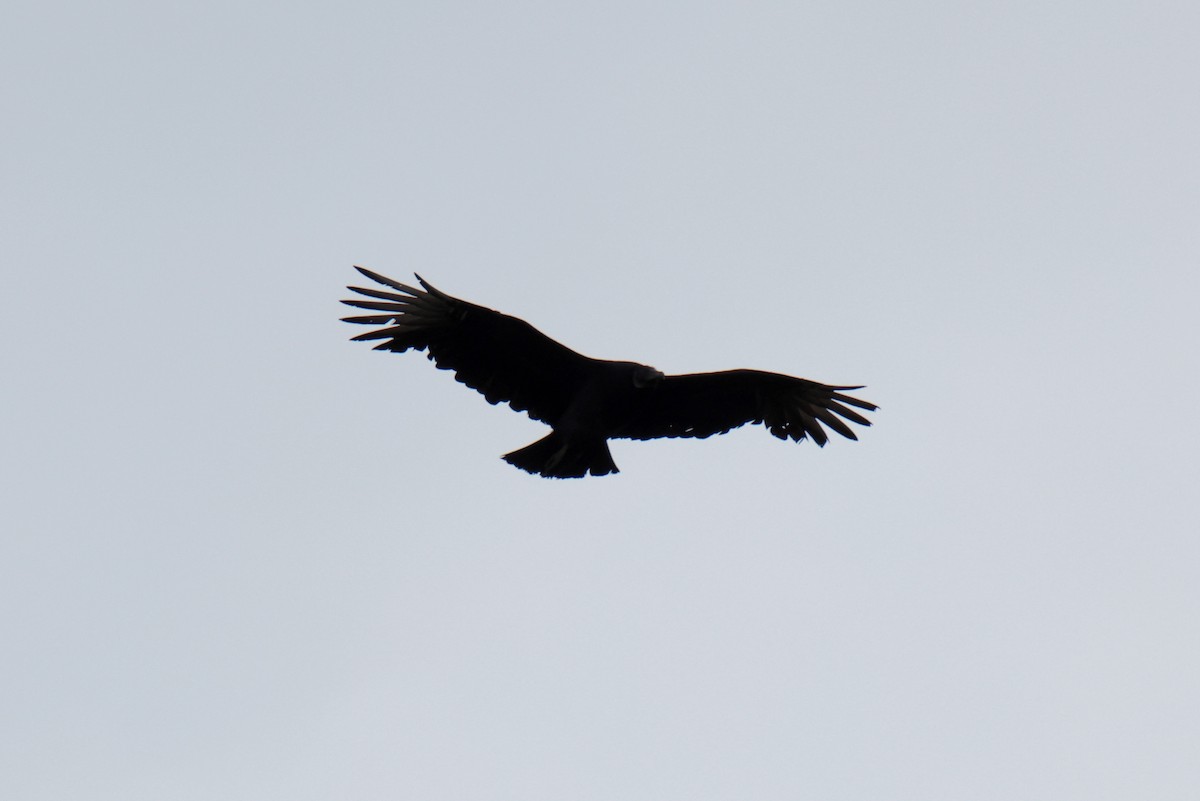 Black Vulture - ML614277393