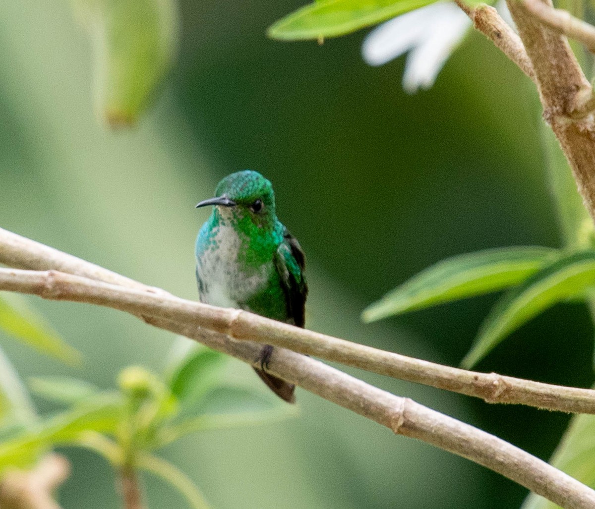kolibřík zelenopláštíkový - ML614277405