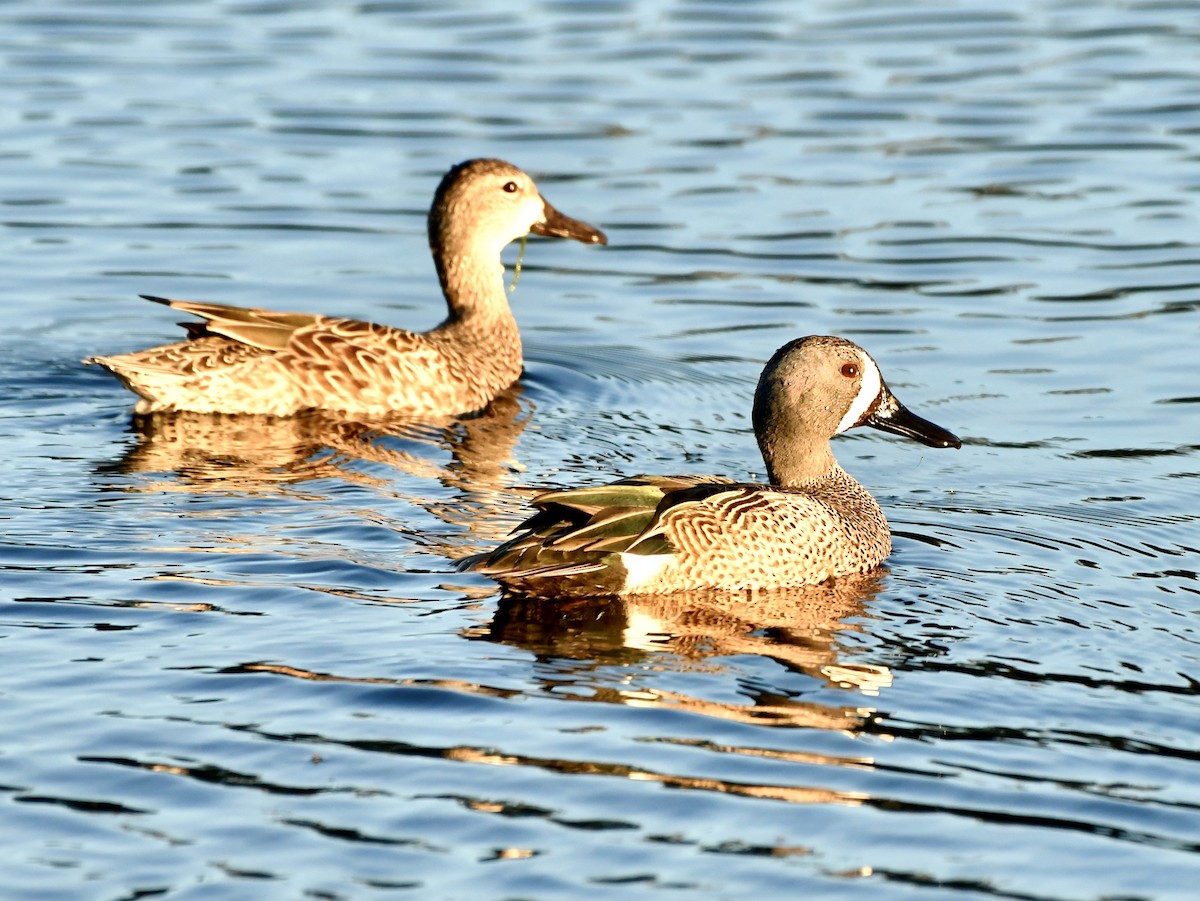 Blue-winged Teal - ML614277427