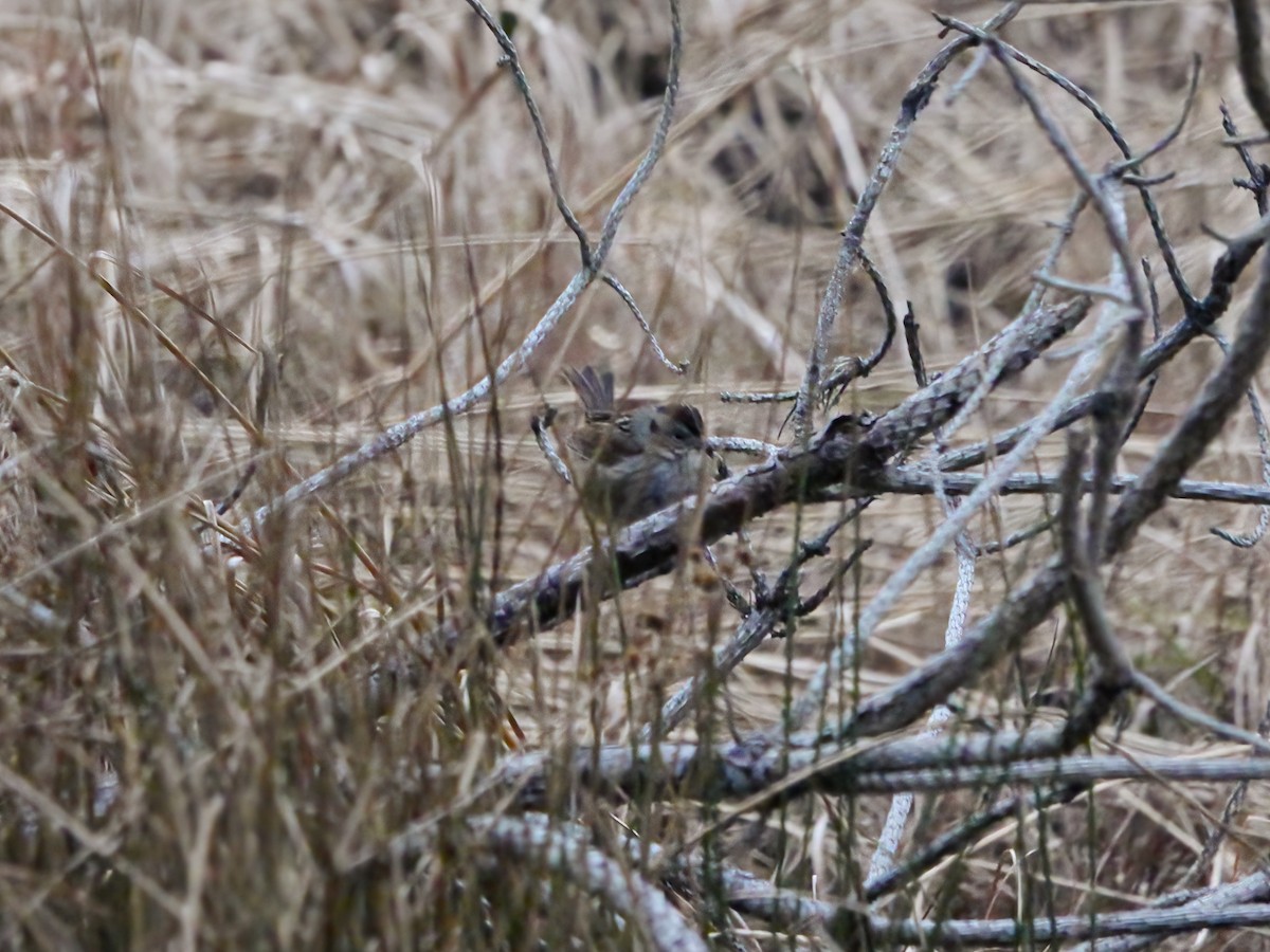 Swamp Sparrow - ML614277555
