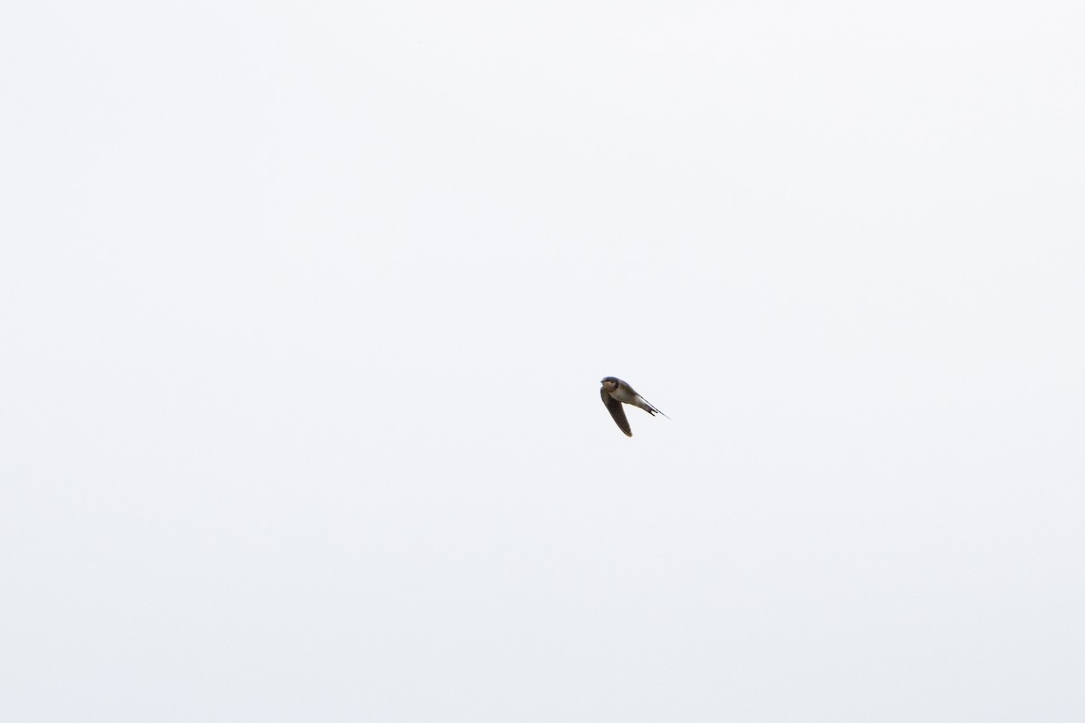 Barn Swallow (American) - Zachary Rosenlund