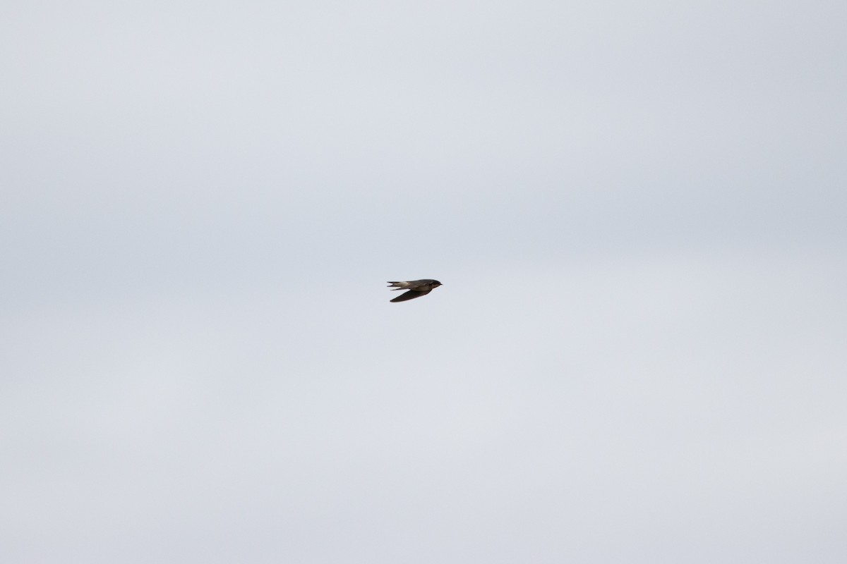 Barn Swallow (American) - ML614277580
