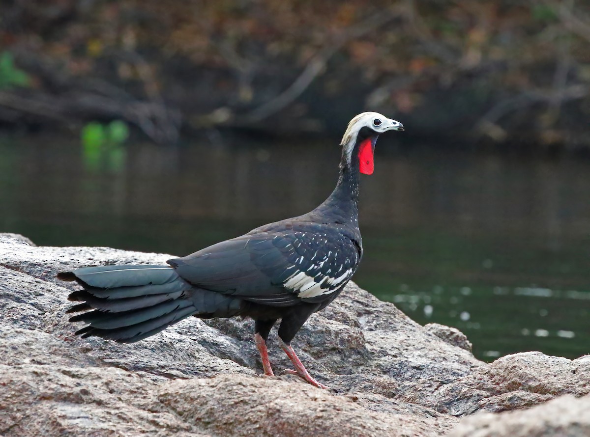 Red-throated Piping-Guan (White-crested) - ML614277634