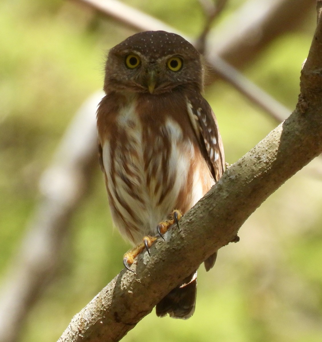Colima Pygmy-Owl - ML614278033