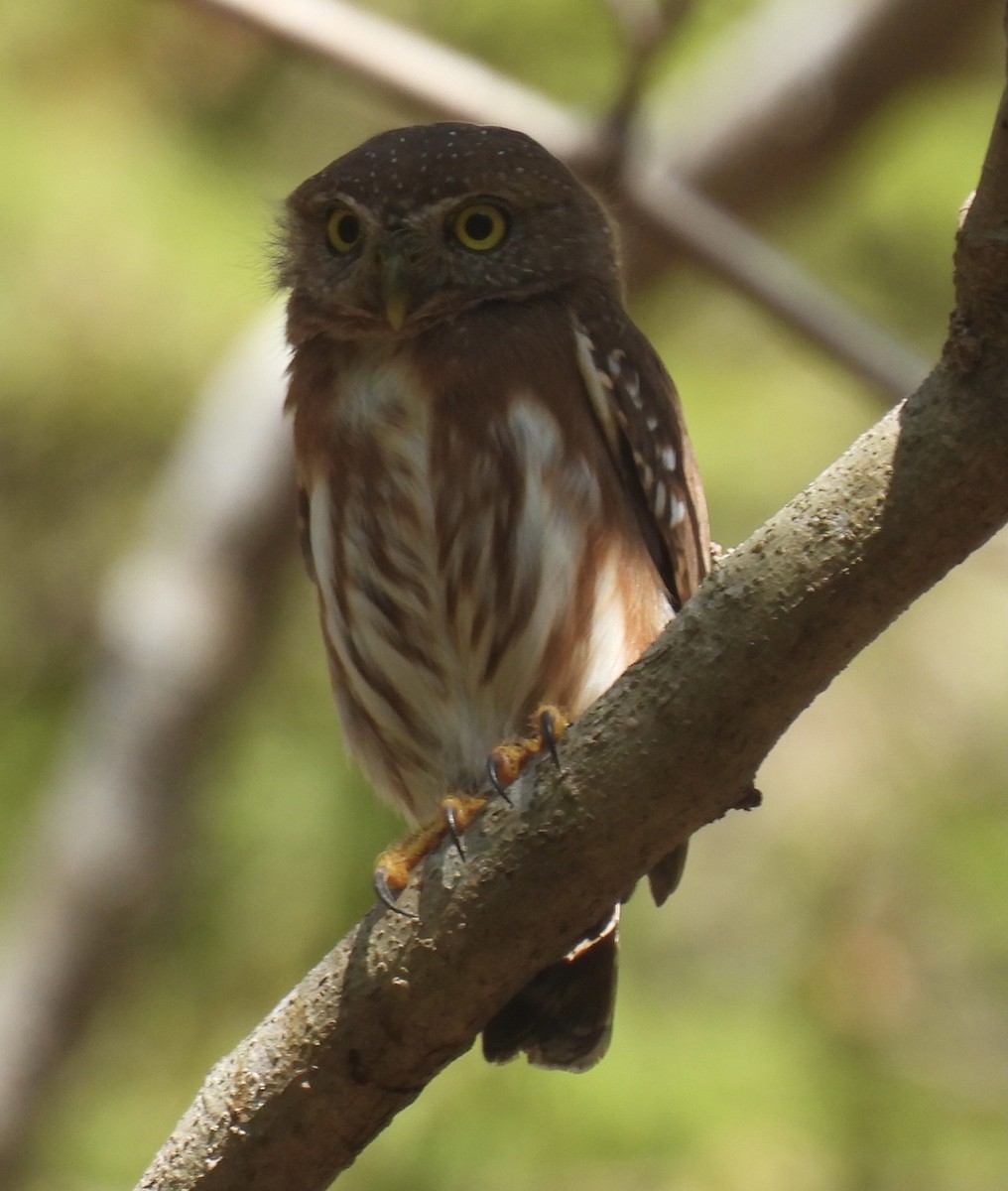Colima Pygmy-Owl - ML614278034