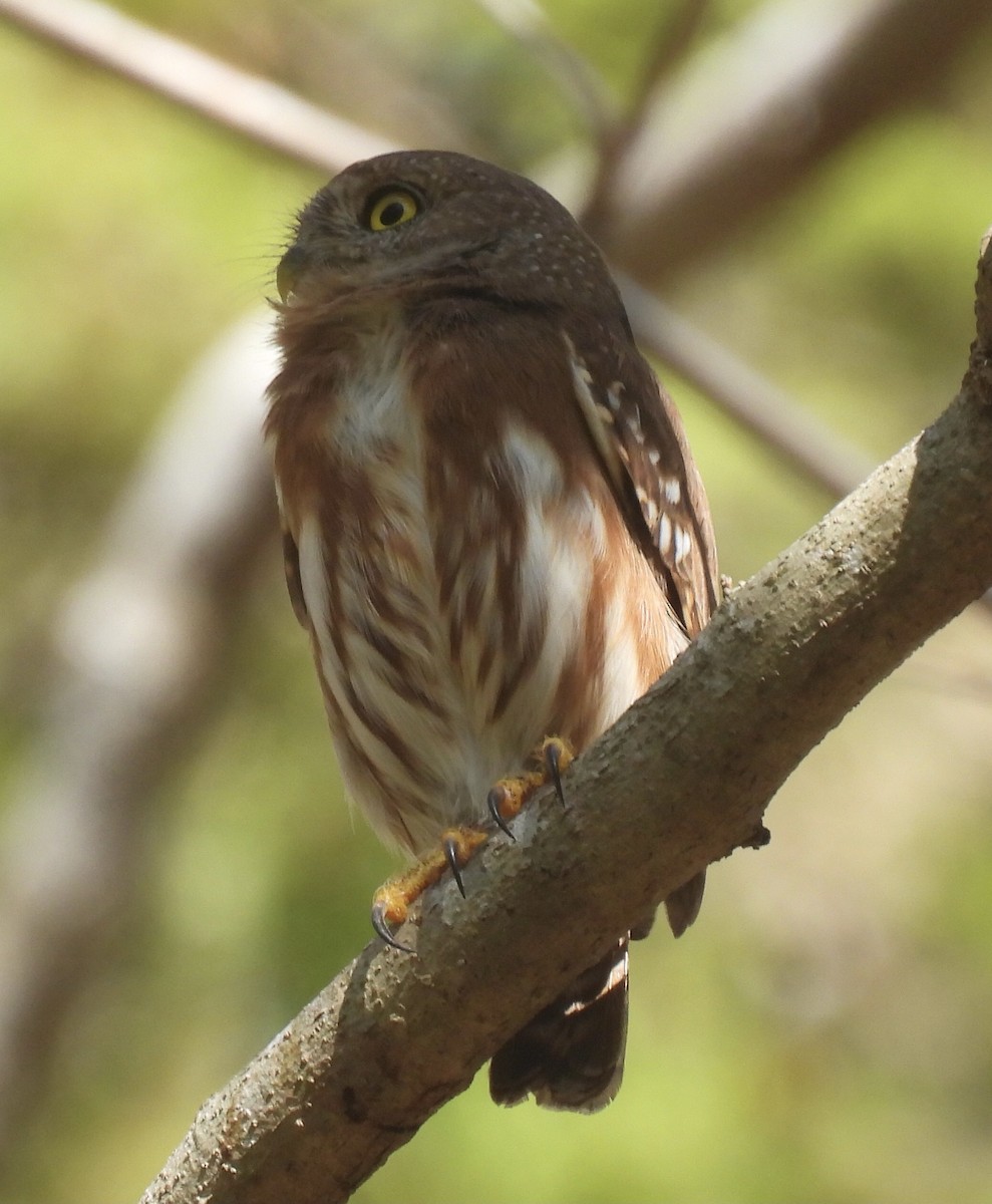 Colima Pygmy-Owl - ML614278035