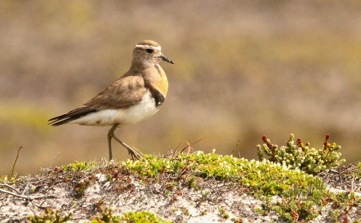 Rufous-chested Dotterel - ML614278113