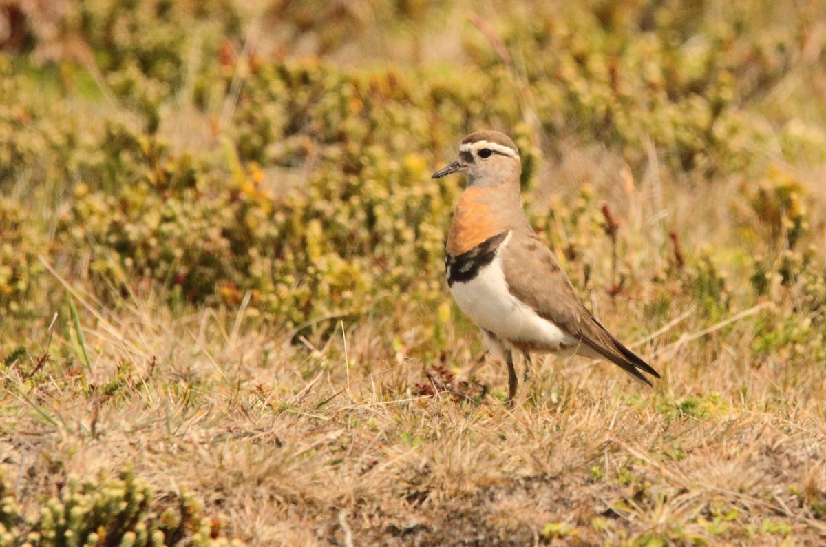 Rufous-chested Dotterel - ML614278122