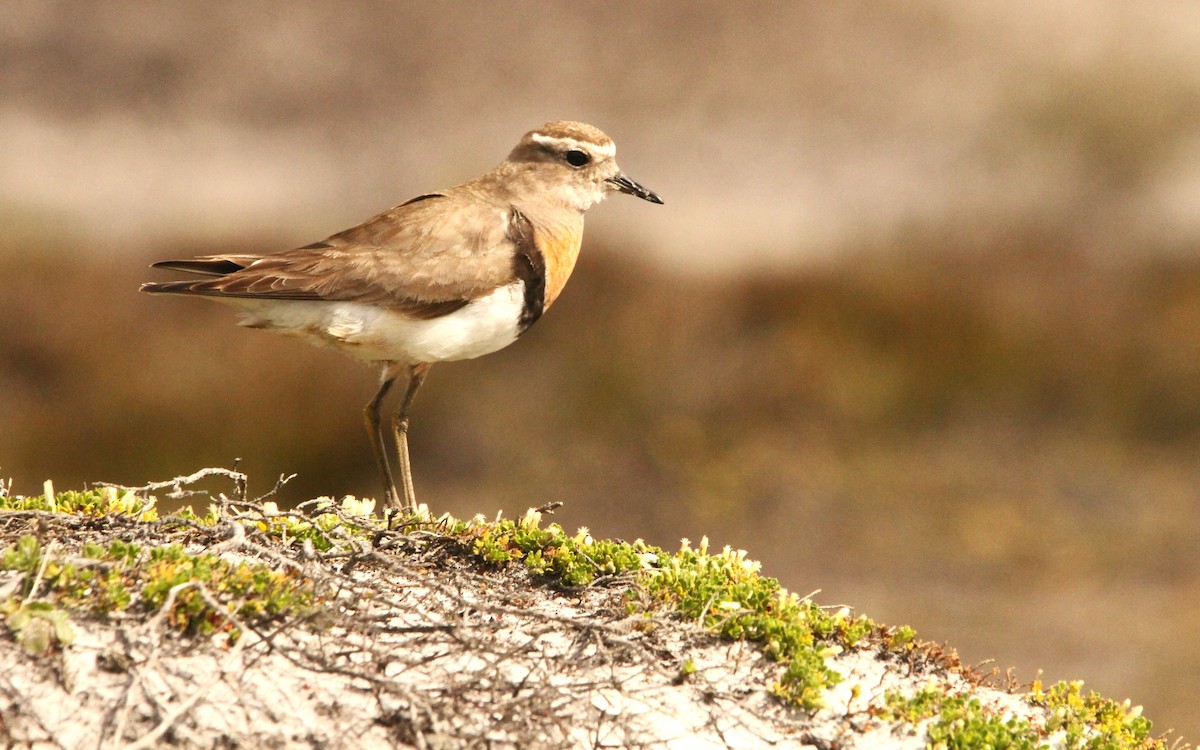 Rufous-chested Dotterel - ML614278139