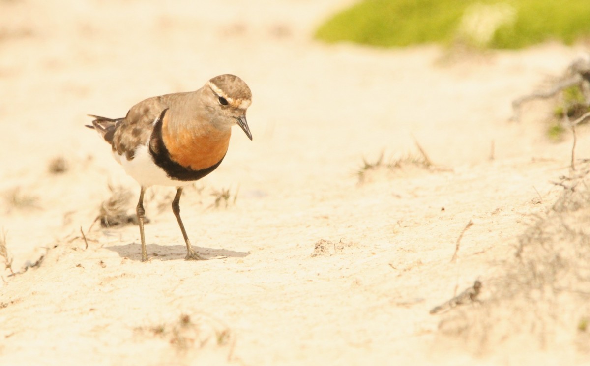 Rufous-chested Dotterel - ML614278171