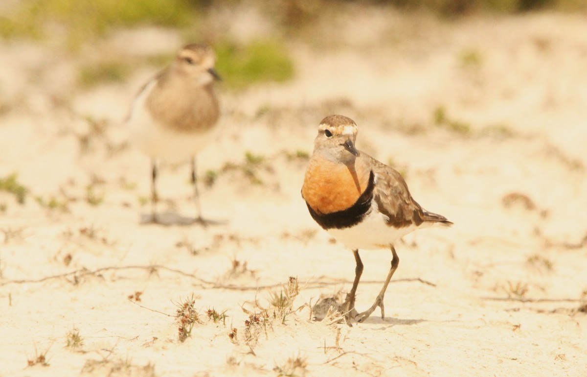 Rufous-chested Dotterel - ML614278184
