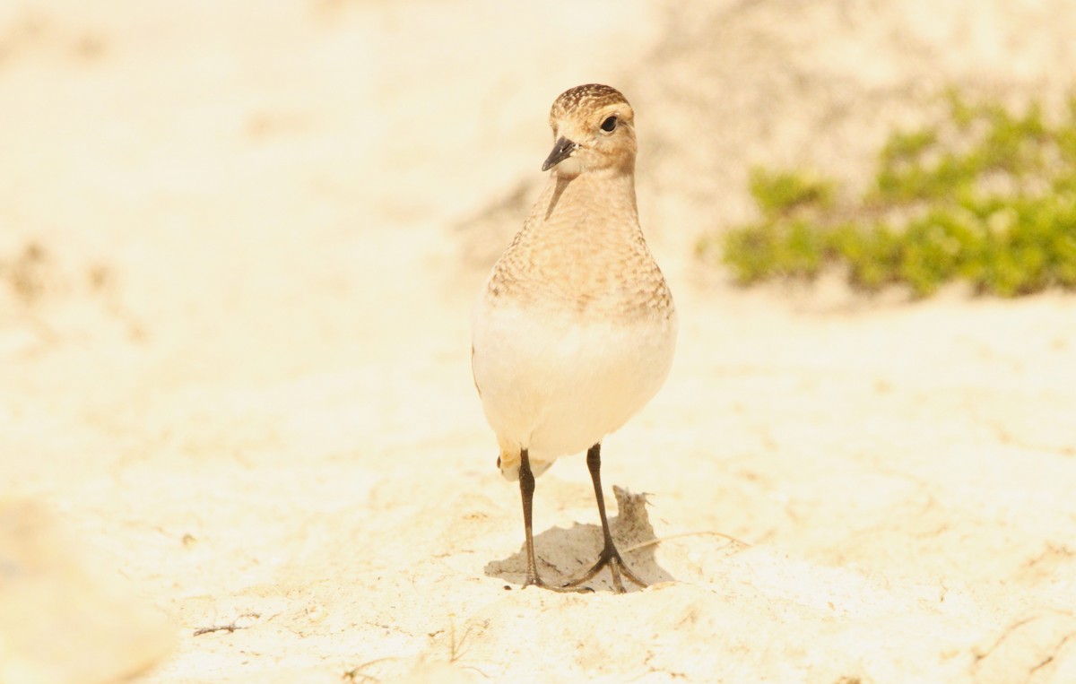 Rufous-chested Dotterel - ML614278197