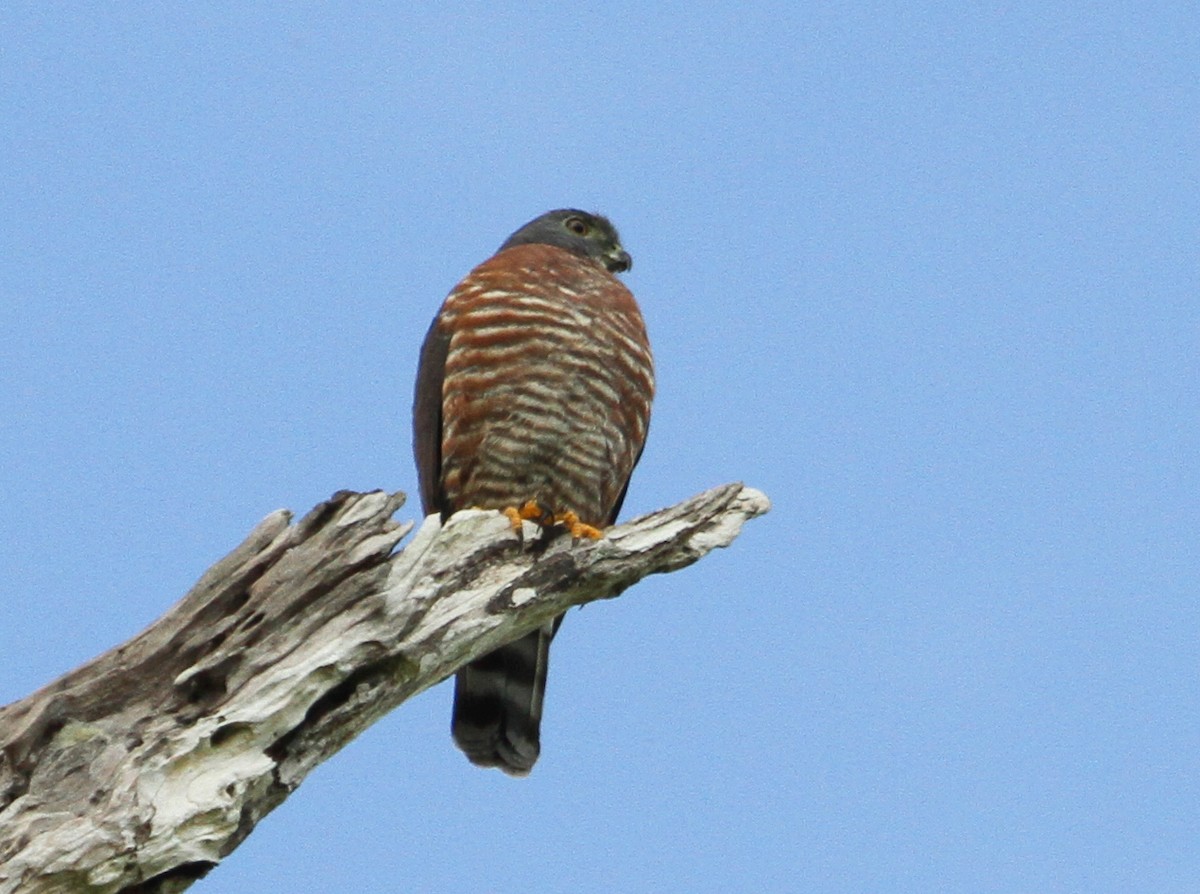 Double-toothed Kite - ML614278355