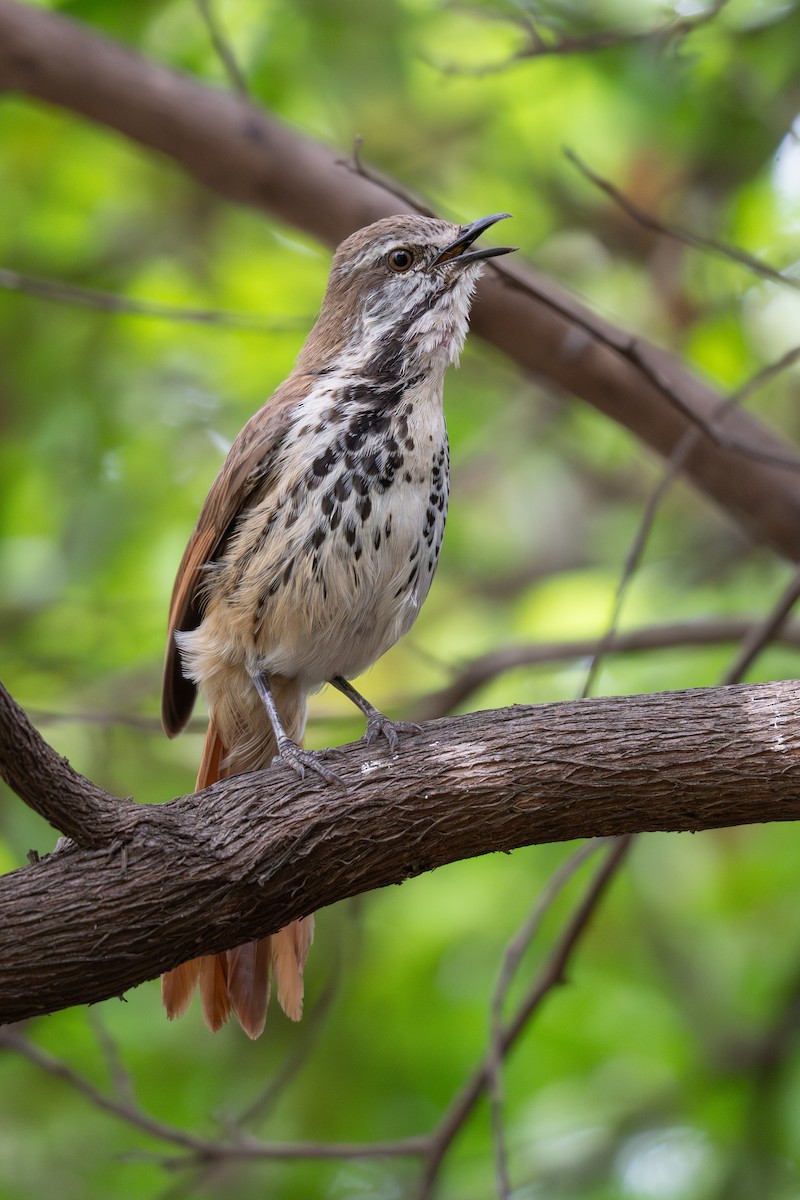 Spotted Morning-Thrush - Kevin Gong