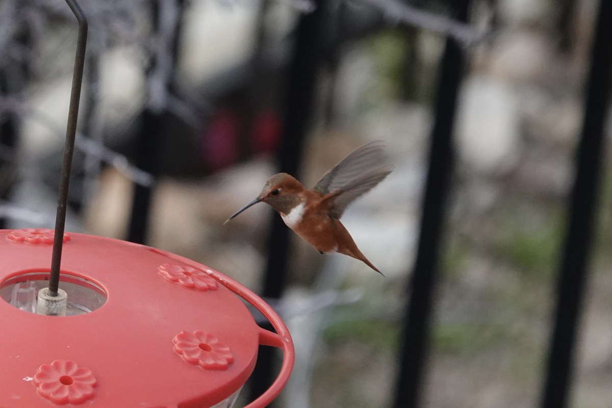 Rufous Hummingbird - ML614278693